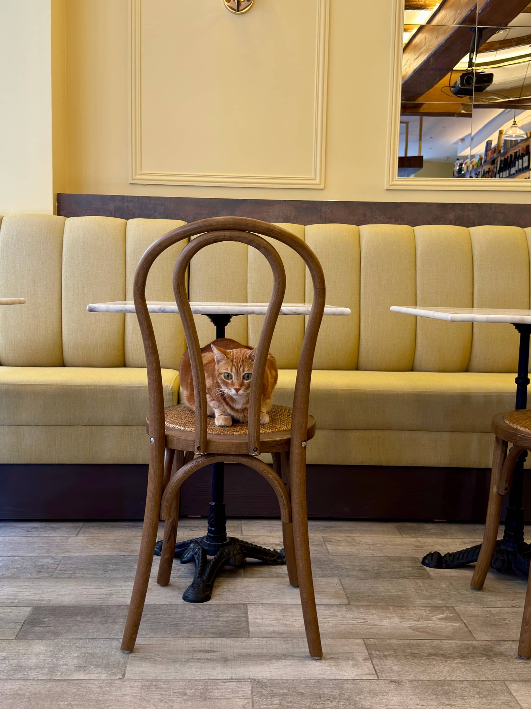 Le chat du bouillon FiFi assis sur une chaise bistrot, devant les banquettes de la salle